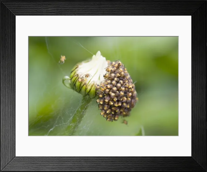 Framed Print : Garden Spider - spiderlings newly hatched on Shasta Daisy flower bud. Norfolk UK Framed Print : Garden Spider - spiderlings newly hatched on Shasta Daisy flower bud. Norfolk UK