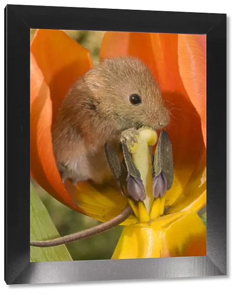 Harvest Mouse - in Tulip flower