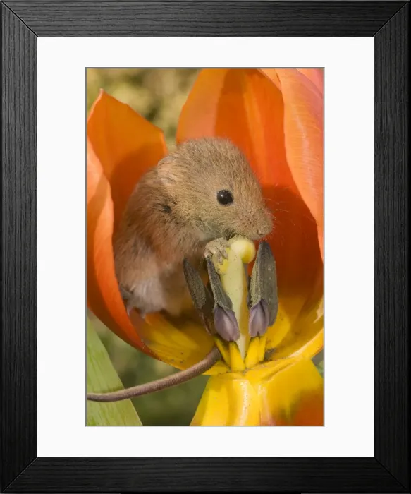 Framed Print : Harvest Mouse - in Tulip flower Framed Print : Harvest Mouse - in Tulip flower