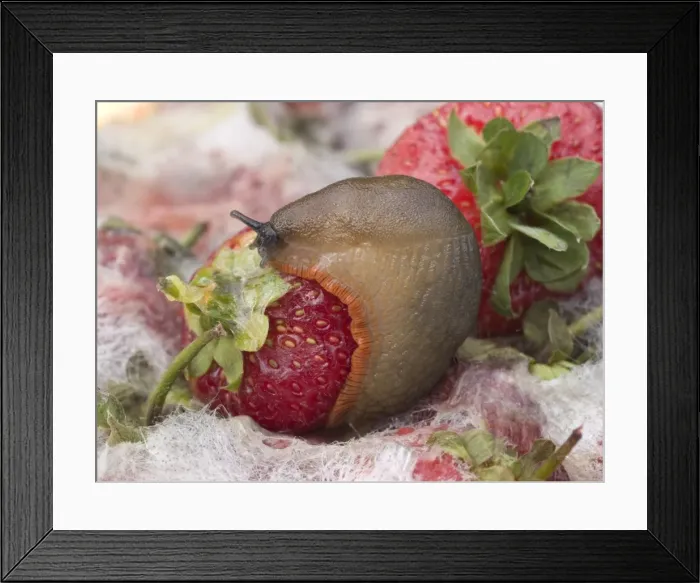 Framed Print : Large Black Slug - orange form - on mouldy strawberries - UK Framed Print : Large Black Slug - orange form - on mouldy strawberries - UK