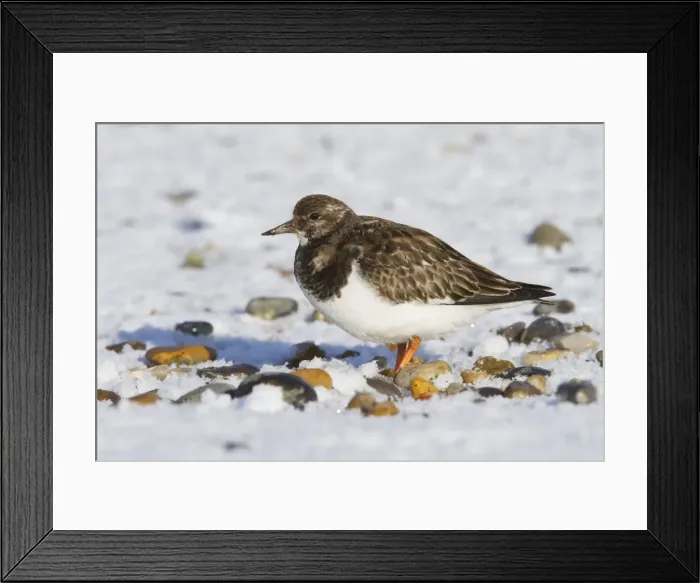 Framed Print : Turnstone - Single adult in winter plumage on a snow covered shingle beach. Norfolk, UK Framed Print : Turnstone - Single adult in winter plumage on a snow covered shingle beach. Norfolk, UK