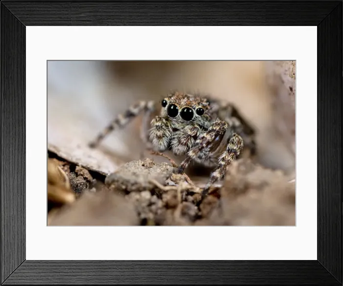 Framed Print : Jumping Spider on snail shell. UK Framed Print : Jumping Spider on snail shell. UK