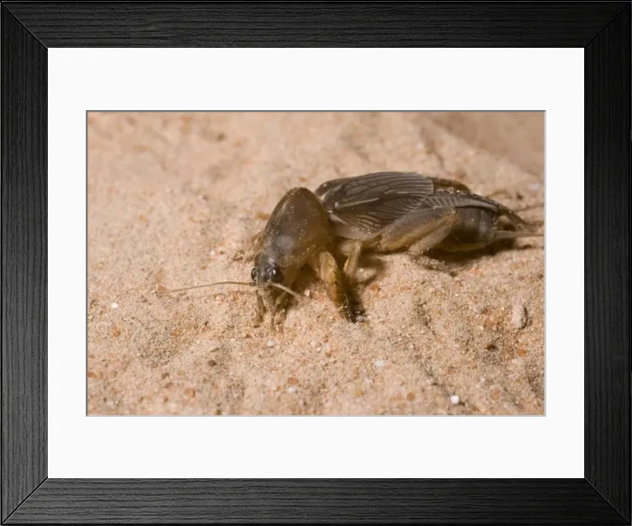 Framed Print : Mole Cricket / Abu Dhabi - United Arab Emirates Framed Print : Mole Cricket / Abu Dhabi - United Arab Emirates