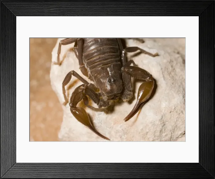 Framed Print : Fat tailed Scorpion - Abu Dhabi - United Arab Emirates Framed Print : Fat tailed Scorpion - Abu Dhabi - United Arab Emirates