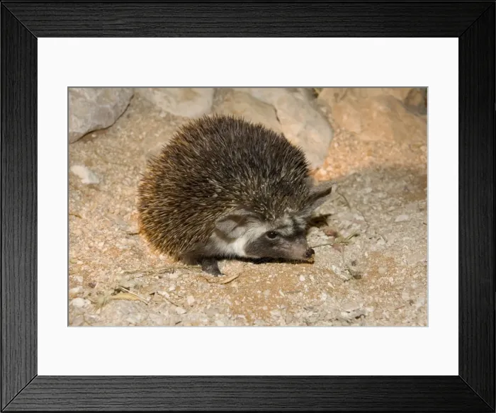 Framed Print : Desert / Ethiopian Hedgehog - Abu Dhabi - United Arab Emirates Framed Print : Desert / Ethiopian Hedgehog - Abu Dhabi - United Arab Emirates