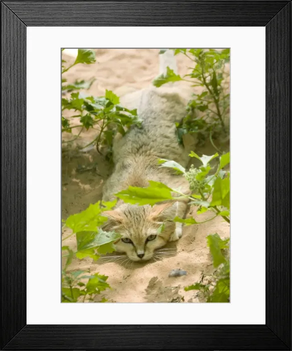 Framed Print : Sand Cat - Abu Dhabi - United Arab Emirates Framed Print : Sand Cat - Abu Dhabi - United Arab Emirates