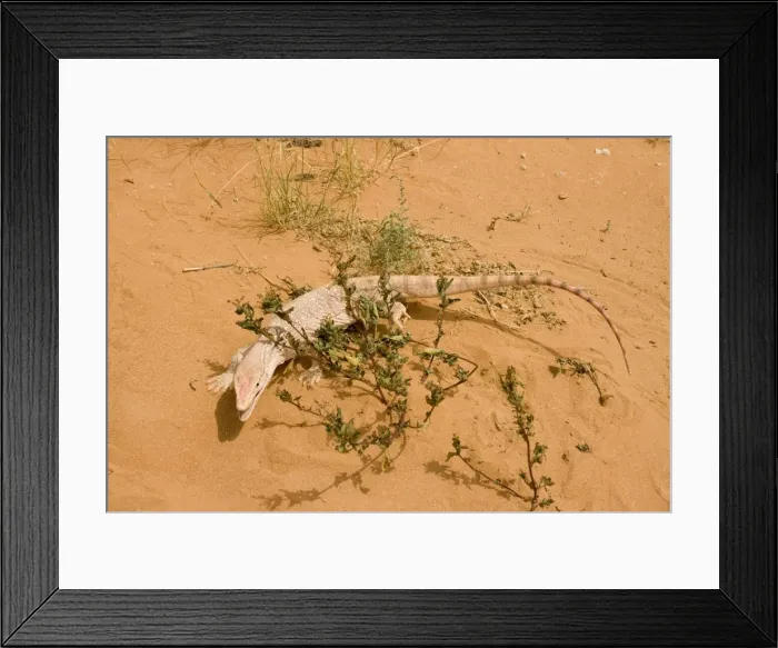 Framed Print : Desert Monitor Lizard - Abu Dhabi - United Arab Emirates