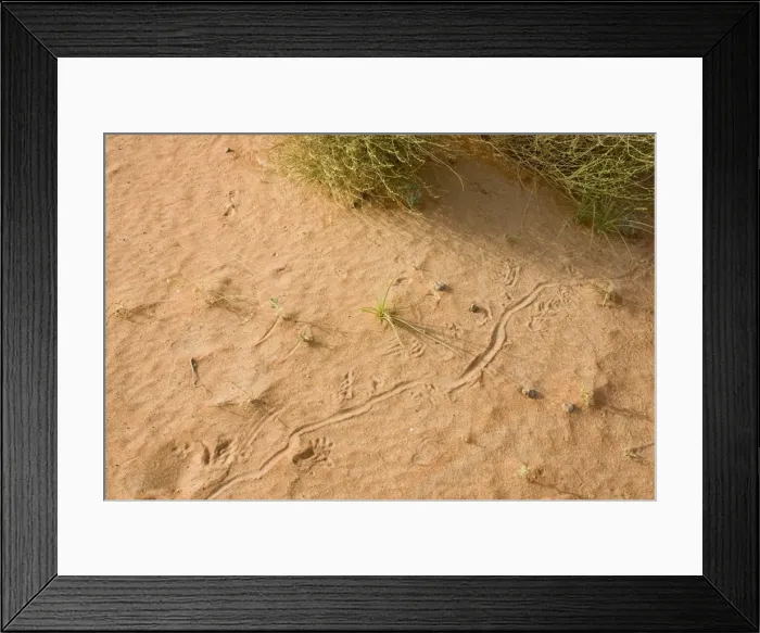 Framed Print : Animal tracks on sand - Abu Dhabi - United Arab Emirates Framed Print : Animal tracks on sand - Abu Dhabi - United Arab Emirates