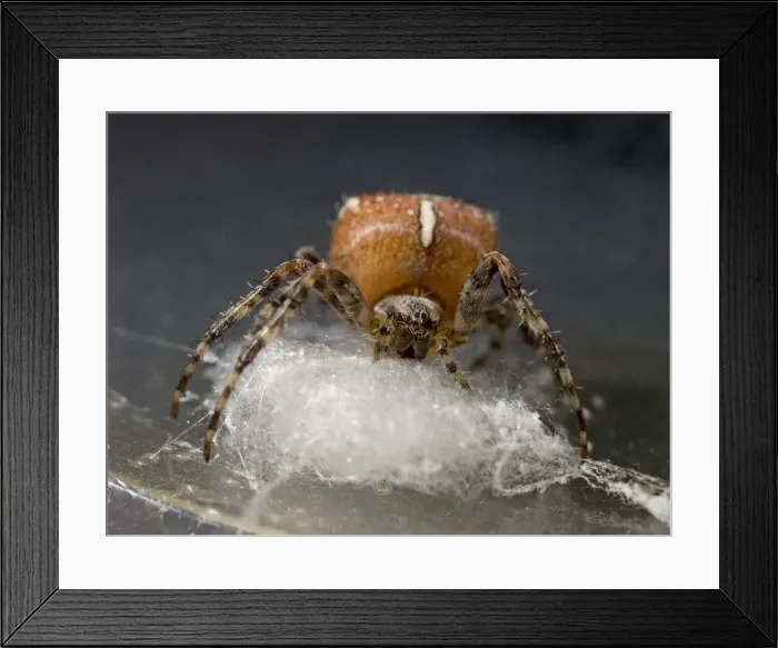 Framed Print : Garden Cross Spider - female preparing support for egg sac. UK Framed Print : Garden Cross Spider - female preparing support for egg sac. UK