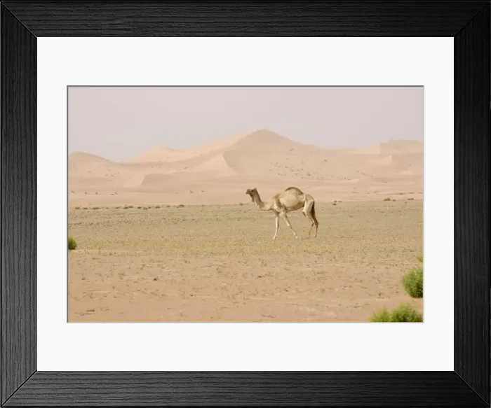 Framed Print : Dromedary / Arabian Camel - walking in the desert - Abu Dhabi - United Arab Emirates Framed Print : Dromedary / Arabian Camel - walking in the desert - Abu Dhabi - United Arab Emirates