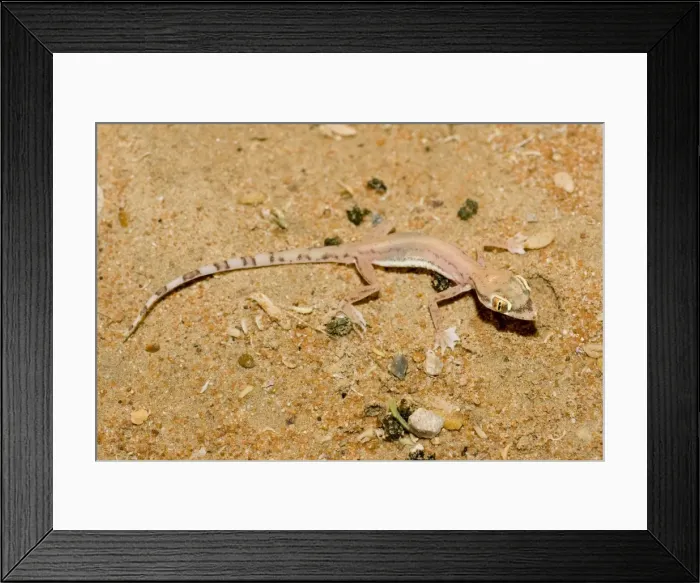Framed Print : Arabian Sand Gecko / Arabian short-fingered Gecko - showing unusual webbed feet - adaptation for extra grip on sand - Abu Dhabi - United Arab Emirates Framed Print : Arabian Sand Gecko / Arabian short-fingered Gecko - showing unusual webbed feet - adaptation for extra grip on sand - Abu Dhabi - United Arab Emirates