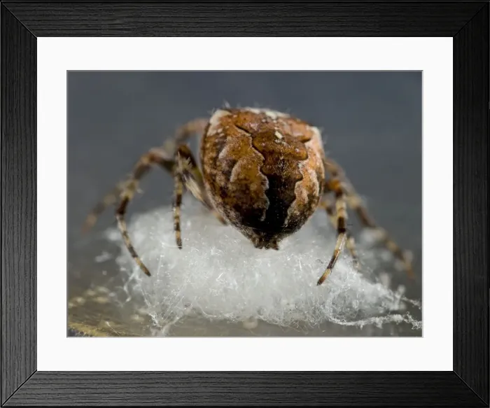 Framed Print : Garden Cross Spider - female preparing support for egg sac. UK Framed Print : Garden Cross Spider - female preparing support for egg sac. UK