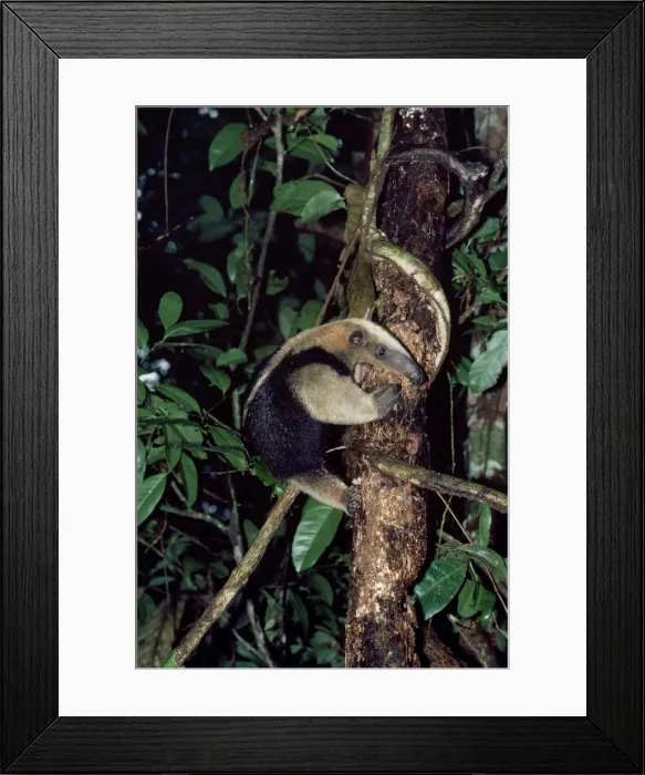 Framed Print : Northern Tamandua / Giant Anteater / Tamandua Anteater Framed Print : Northern Tamandua / Giant Anteater / Tamandua Anteater