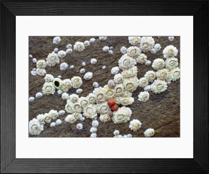 Framed Print : Acorn Barnacles Framed Print : Acorn Barnacles