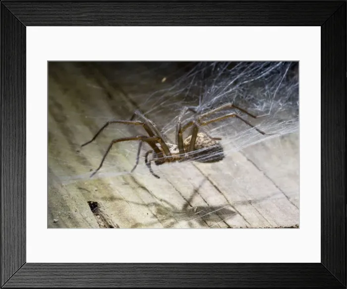 Framed Print : House Spider. UK Framed Print : House Spider. UK