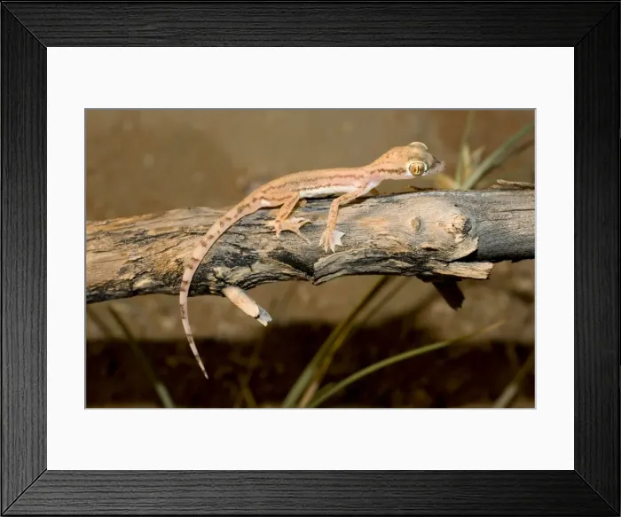 Framed Print : Arabian Sand Gecko / Arabian short-fingered Gecko - showing unusual webbed feet - adaptation for extra grip on sand - Abu Dhabi - United Arab Emirates Framed Print : Arabian Sand Gecko / Arabian short-fingered Gecko - showing unusual webbed feet - adaptation for extra grip on sand - Abu Dhabi - United Arab Emirates