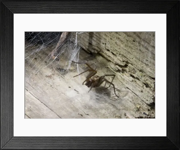 Framed Print : House Spider. UK Framed Print : House Spider. UK