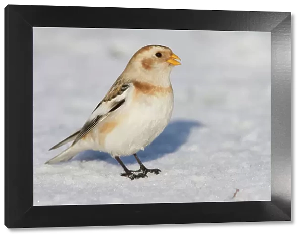 Snow Bunting - Single adult male perching on snow covered beach. Norfolk, UK
