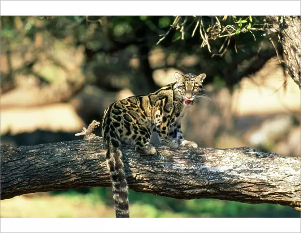 Clouded Leopard - on tree licking lips - Asia