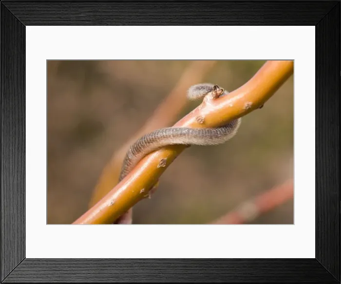Framed Print : Harvest Mouse - on willow stem - showing use of semi prehensile tail Framed Print : Harvest Mouse - on willow stem - showing use of semi prehensile tail