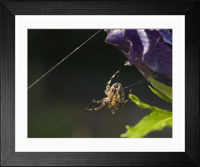 Framed Print : Garden Cross Spider. On web. UK Framed Print : Garden Cross Spider. On web. UK