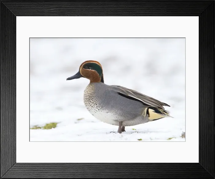 Framed Print : Teal - Single adult drake teal resting on snow. Norfolk, UK Framed Print : Teal - Single adult drake teal resting on snow. Norfolk, UK