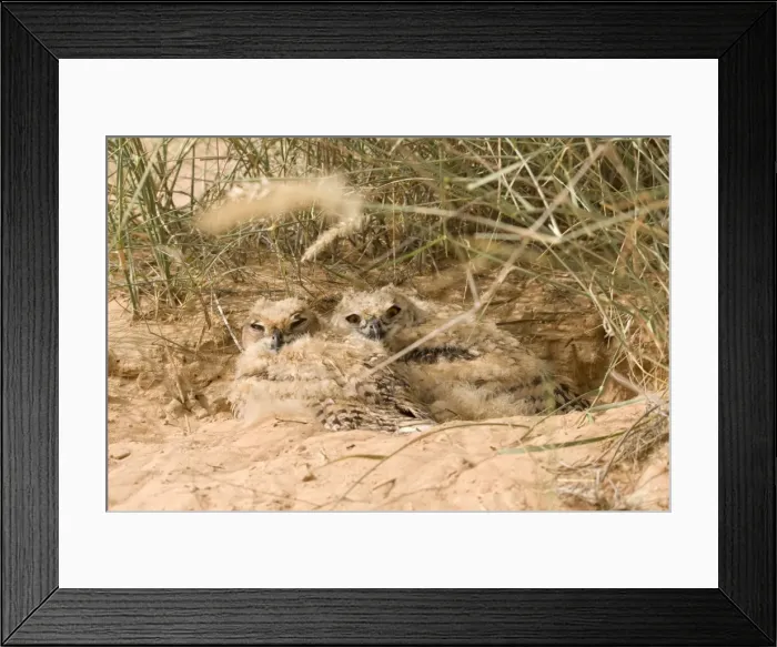 Framed Print : Desert Eagle Owl - chicks approximately seven weeks old - Abu Dhabi - United Arab Emirates Framed Print : Desert Eagle Owl - chicks approximately seven weeks old - Abu Dhabi - United Arab Emirates