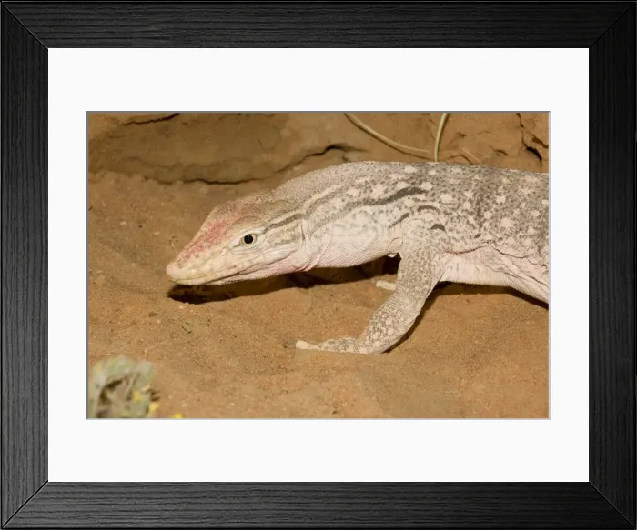 Framed Print : Desert Monitor Lizard - Abu Dhabi - United Arab Emirates Framed Print : Desert Monitor Lizard - Abu Dhabi - United Arab Emirates