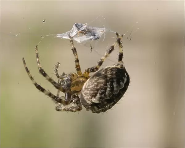 Garden Cross Spider - on web wrapping prey - UK