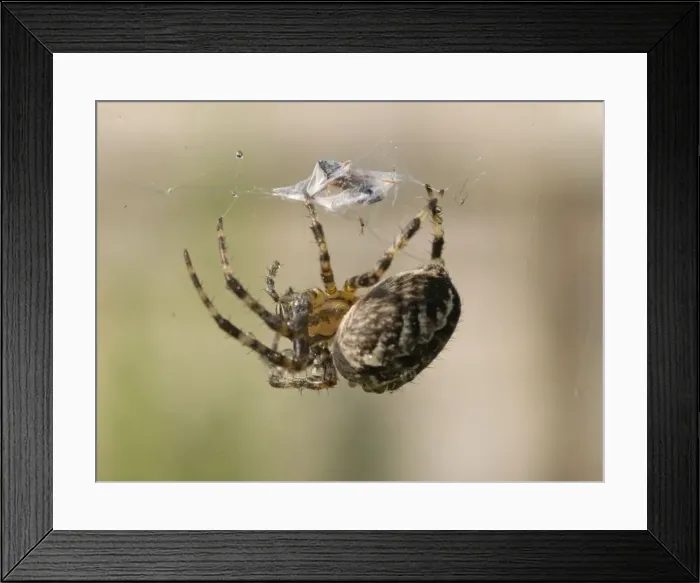 Framed Print : Garden Cross Spider - on web wrapping prey - UK Framed Print : Garden Cross Spider - on web wrapping prey - UK