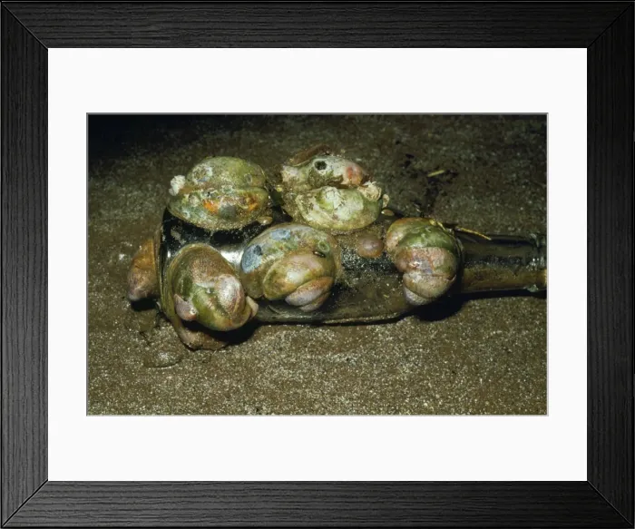 Framed Print : Slipper Limpets - chains of one on top of another, onold bottle Framed Print : Slipper Limpets - chains of one on top of another, onold bottle