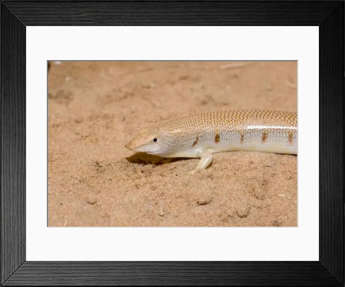 Framed Print : Eastern Sandfish - in sand - Abu Dhabi - United Arab Emirates Framed Print : Eastern Sandfish - in sand - Abu Dhabi - United Arab Emirates