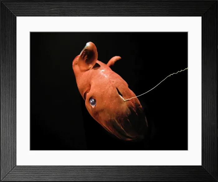 Framed Print : Vampire Squid - Monterey - California - USA - Small white discs / Dots are Photophores - Light producing organs - Deep sea 600-900mtrs / 2-3000 ft in the oxygen minimum zone - It is currently the only animal in the order Vampyromorphida Framed Print : Vampire Squid - Monterey - California - USA - Small white discs / Dots are Photophores - Light producing organs - Deep sea 600-900mtrs / 2-3000 ft in the oxygen minimum zone - It is currently the only animal in the order Vampyromorphida