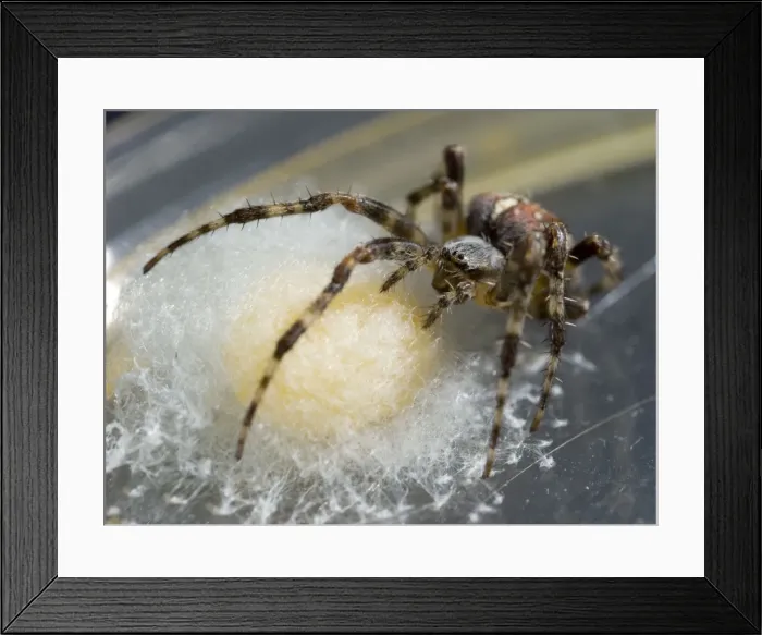 Framed Print : Garden Cross Spider - female protecting egg sac. UK Framed Print : Garden Cross Spider - female protecting egg sac. UK