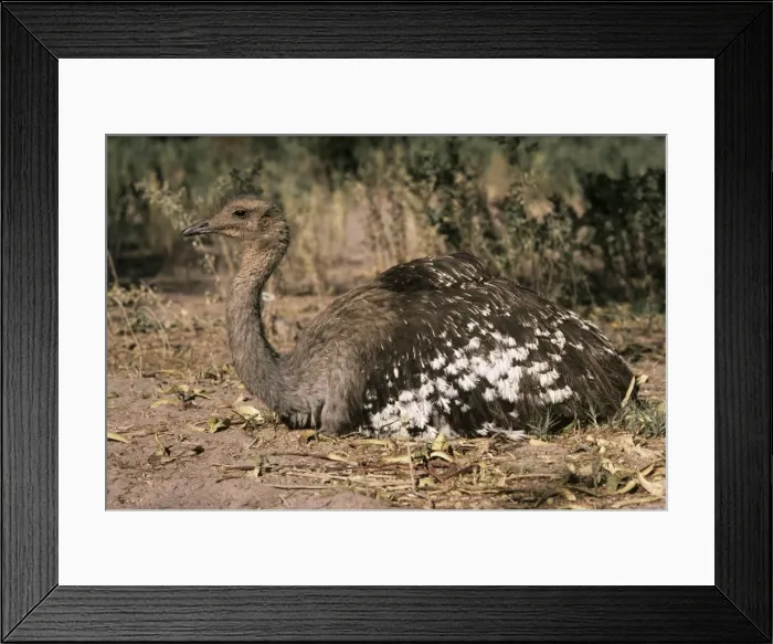 Framed Print : Darwin's  /  Lesser Rhea - resting - Atacama Andes Chile