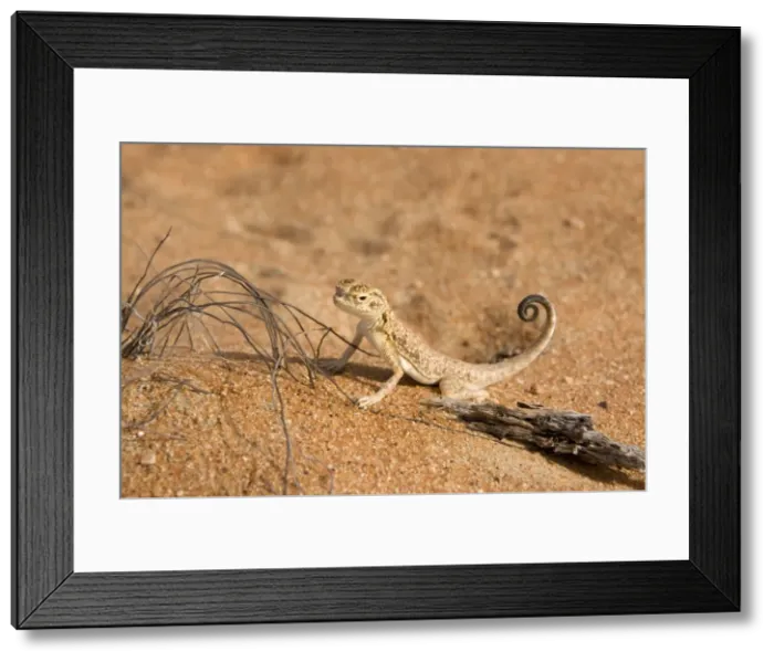 Framed Print : Arabian Toad Headed Agama - tail display - Abu Dhabi - United Arab Emirates Framed Print : Arabian Toad Headed Agama - tail display - Abu Dhabi - United Arab Emirates