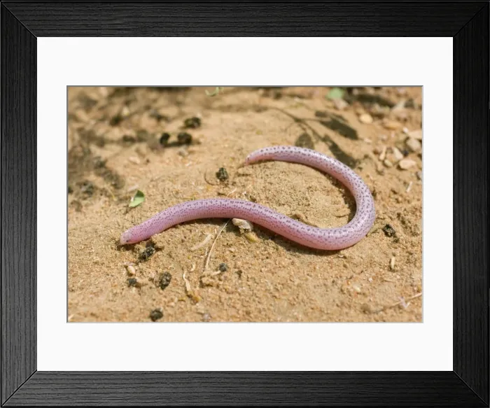 Framed Print : Zarudnyi's Worm Lizard Framed Print : Zarudnyi's Worm Lizard