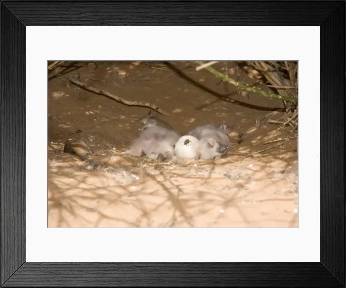 Framed Print : Desert Eagle Owl - chicks approximately one week old with unhatched egg - Abu Dhabi - United Arab Emirates Framed Print : Desert Eagle Owl - chicks approximately one week old with unhatched egg - Abu Dhabi - United Arab Emirates