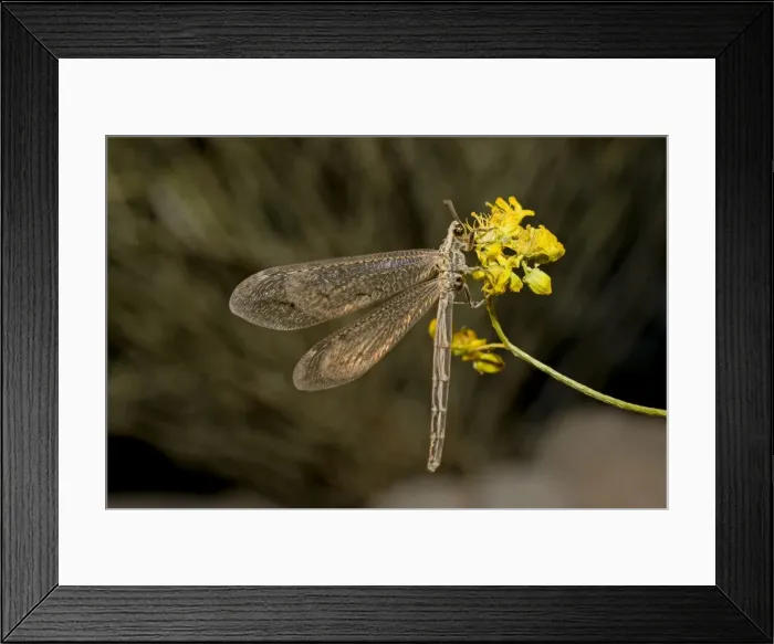 Framed Print : Ant Lion - adult - Abu Dhabi - United Arab Emirates Framed Print : Ant Lion - adult - Abu Dhabi - United Arab Emirates