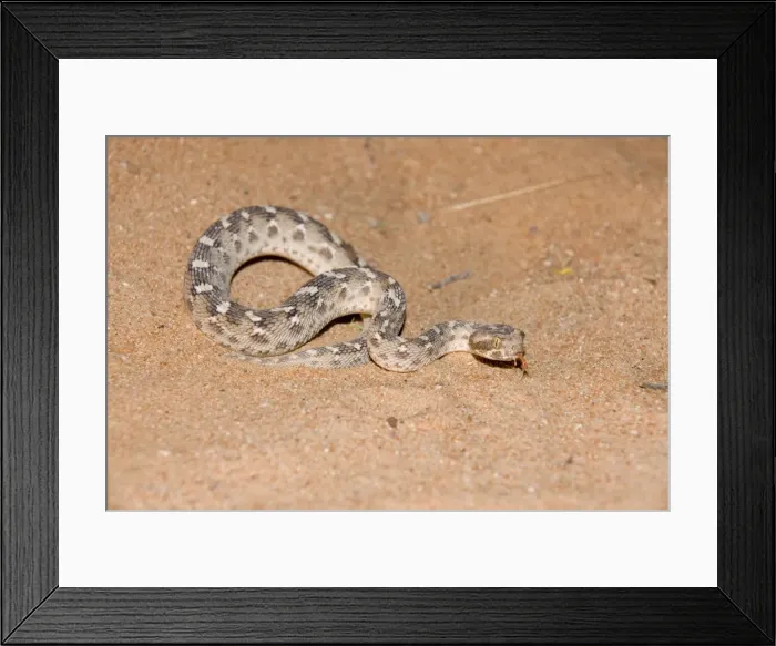 Framed Print : Sind Saw Scaled Viper - Abu Dhabi - United Arab Emirates Framed Print : Sind Saw Scaled Viper - Abu Dhabi - United Arab Emirates