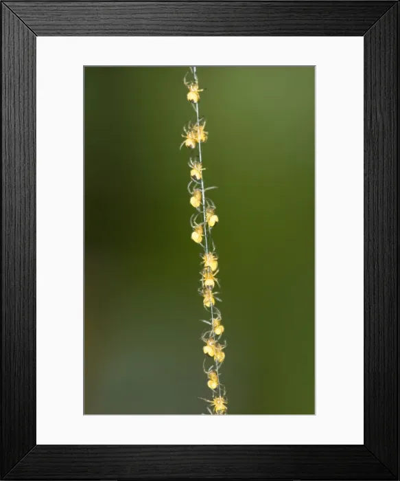 Framed Print : Garden Spider Spiderlings - Climbing up silk strand Norfolk UK Framed Print : Garden Spider Spiderlings - Climbing up silk strand Norfolk UK