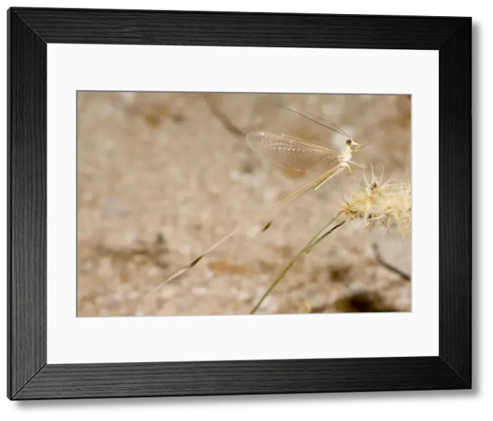 Framed Print : Ribbon Tail / Wing / Lacewing - Abu Dhabi - United Arab Emirates Framed Print : Ribbon Tail / Wing / Lacewing - Abu Dhabi - United Arab Emirates