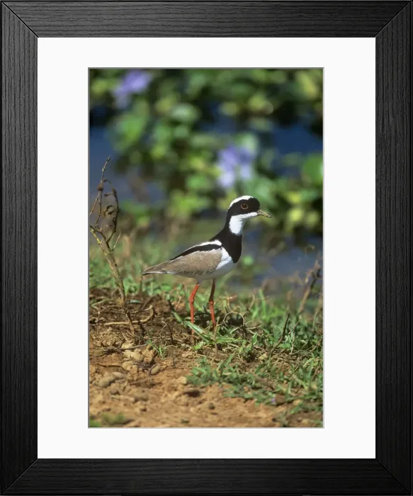 Framed Print : Pied Lapwing - adult - Northern South America Framed Print : Pied Lapwing - adult - Northern South America