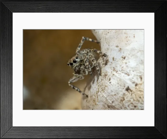 Framed Print : Jumping Spider on snail shell. UK