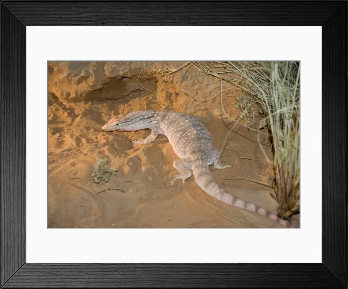 Framed Print : Desert Monitor Lizard - Abu Dhabi - United Arab Emirates Framed Print : Desert Monitor Lizard - Abu Dhabi - United Arab Emirates