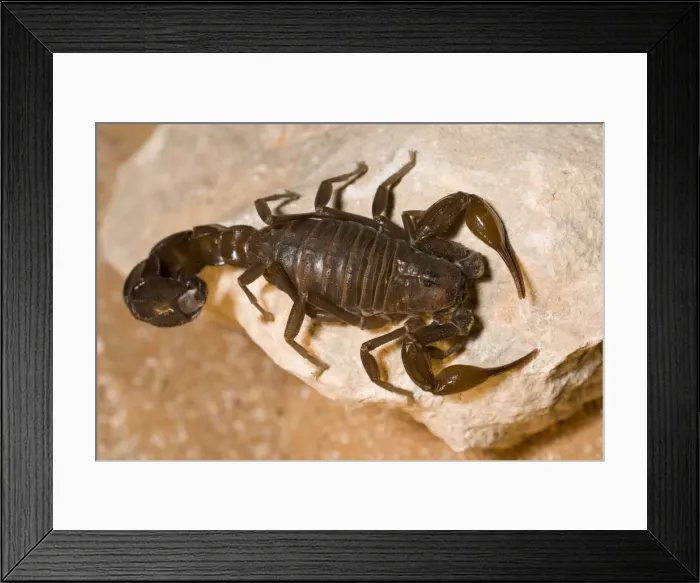 Framed Print : Fat tailed Scorpion - Abu Dhabi - United Arab Emirates Framed Print : Fat tailed Scorpion - Abu Dhabi - United Arab Emirates