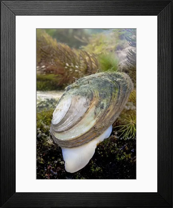 Framed Print : Swan mussel - Photographed underwater showing foot, Wiltshire, England, UK Framed Print : Swan mussel - Photographed underwater showing foot, Wiltshire, England, UK