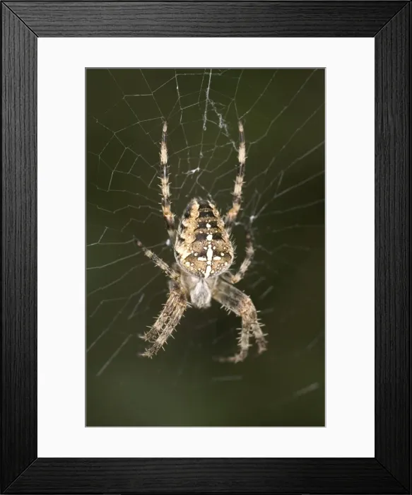 Framed Print : Garden Spider Female at centre of Web Norfolk UK Framed Print : Garden Spider Female at centre of Web Norfolk UK