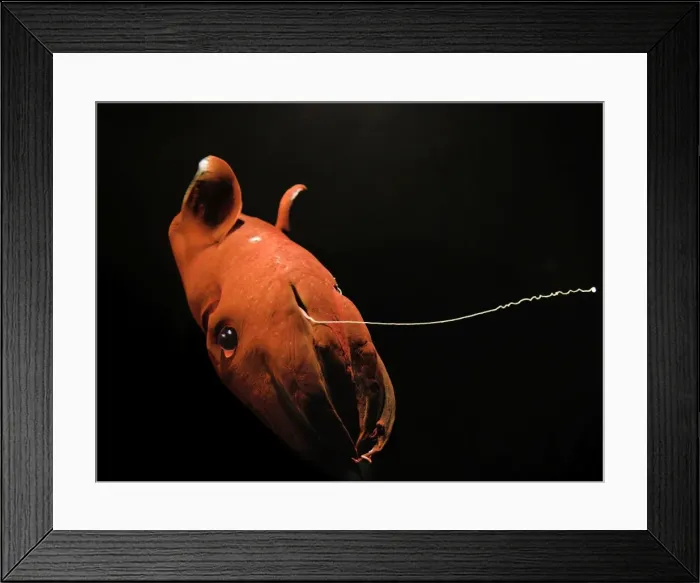 Framed Print : Vampire Squid - Monterey - California - USA - Small white discs / Dots are Photophores - Light producing organs - Deep sea 600-900mtrs / 2-3000 ft in the oxygen minimum zone - It is currently the only animal in the order Vampyromorphida Framed Print : Vampire Squid - Monterey - California - USA - Small white discs / Dots are Photophores - Light producing organs - Deep sea 600-900mtrs / 2-3000 ft in the oxygen minimum zone - It is currently the only animal in the order Vampyromorphida
