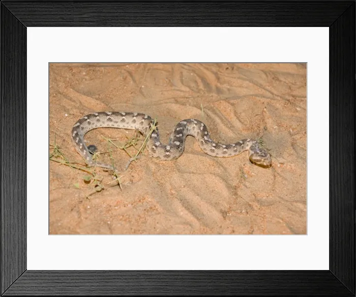 Framed Print : Sind Saw Scaled Viper - Abu Dhabi - United Arab Emirates Framed Print : Sind Saw Scaled Viper - Abu Dhabi - United Arab Emirates